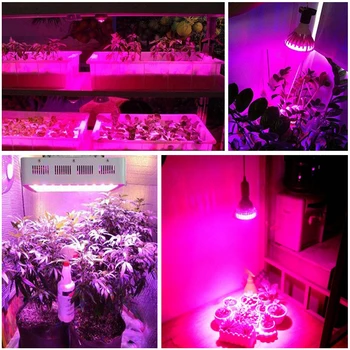4ks 10W LED Čip celé Spektrum Růst Rostlin Světlo DC9-10V pro Ydroponics Rostlin Skleníkových Krytý Zahradní Rostlina Žárovky JQ